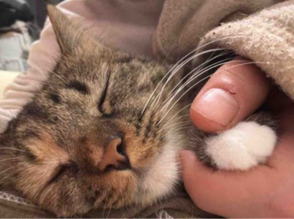 添い寝娘猫の系譜　20260311