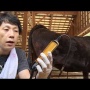 牛のお尻に手を突っ込むと毛が濃くなる！？？？？？？　ハゲは今すぐ牛に頭つっこめｗｗｗｗｗ