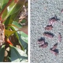 蓑虫が大量発生している