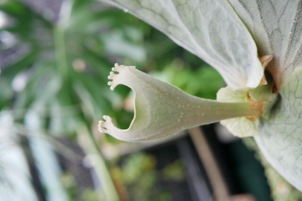 枯れ木も山のにぎわい ビカクシダ