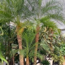 🌴 大きな観葉植物がお買い得 🌴