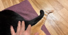 右へ左へ