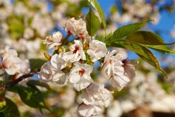 三神峯公園の桜 シロタエ 白妙