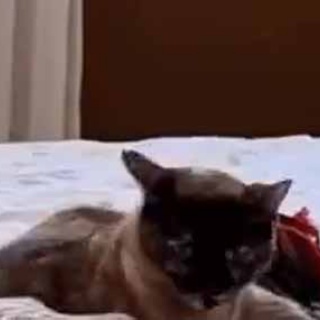 猫の動画 ねこわん！