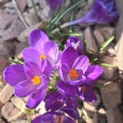 セリアの折りたたみコップと昭和の「水を飲むな」という話