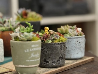 キッチンカー・ワークショップ・植物・手作り雑貨も！『北山ナーセリー富山店』で『オータムマルシェ2025』開催。11月22日～11月24日。