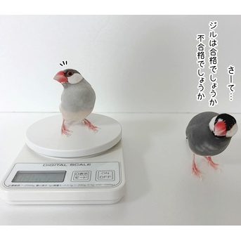 ぼくの体重、当ててみなよ