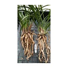 �ؽ��ʽ�����٤β���