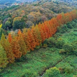 『2025 メタセコイアの並木道 / 岡山市北区建部町』の画像