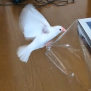 文鳥の遊び（動画）