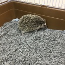 ハリネズミ