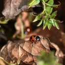 春？　ナナホシテントウ　他