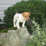 嫁が「犬を飼いたい」とかほざいてる