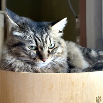 【猫写真】追いかけるとすぐバリバリボウルに入るマロちゃん
