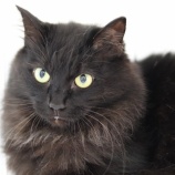 『【ご支援お願いします】Amazonほしい物リスト』の画像