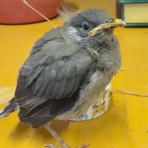 ヤギ飼ってみた