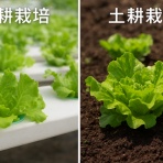 サラダプラント