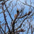 今年の桜有情無情