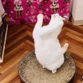 M.Yさんのお当番日記『単純さも兼ね備える』。
