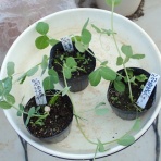 Heyモーの家庭菜園を楽しむ