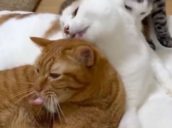 猫4匹による「優しさの連鎖」文字通りの意味で…