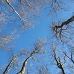 松之山温泉山の森のホテル　ふくずみ