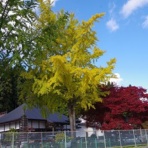 ハイキングさ　あべじゃ