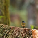 阿里山のアリサンヒタキ