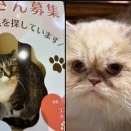 2026年2月22日譲渡会のお知らせ