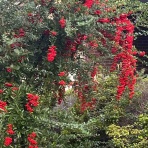    のぶちゃんのぴくにっく～♪(●^o^●)