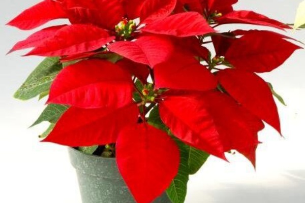 今月のあいちの花 シンビジウム ポインセチア オリジナルカラーな切り花をお届け アートフラワーカメレオン