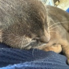 甘甘ボーイの抱っこで、家事が進まない