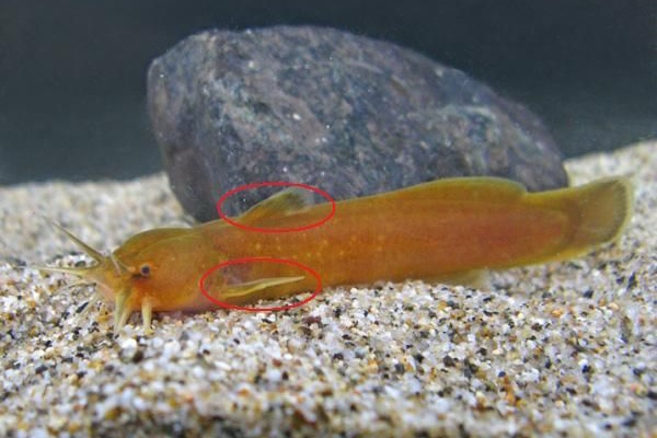 川釣り情報 川の危険な魚