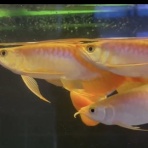 アジアアロワナ専門店《神龍》