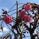 梅田の到着位置が変更され、もう１月も今週で終わり♪