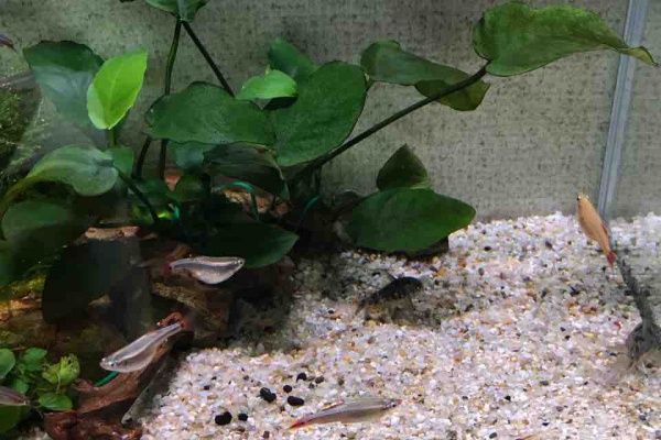 初心者向けのaqua Log