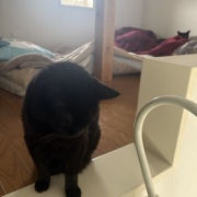 【猫写真】猫たちの昼寝の場所がかわりました