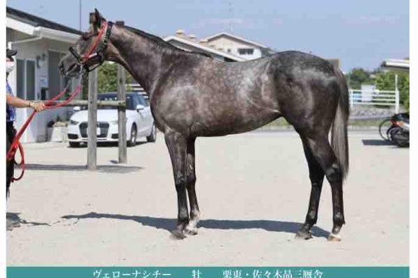 新入一口馬主の活動履歴 21