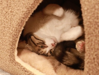 ぬくぬくしていたい猫。