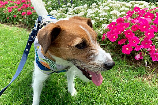新横浜公園と崎陽軒 Cheerful Cervino