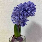 ひろこのひとりごと