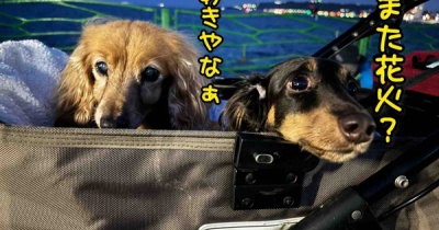 専用ページ ウエスティ 羊毛フェルト 美しき ビーフシチューで