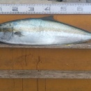 　　　　　　　　２０２６年2月27日