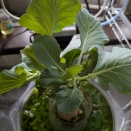 キャベツ水耕栽培