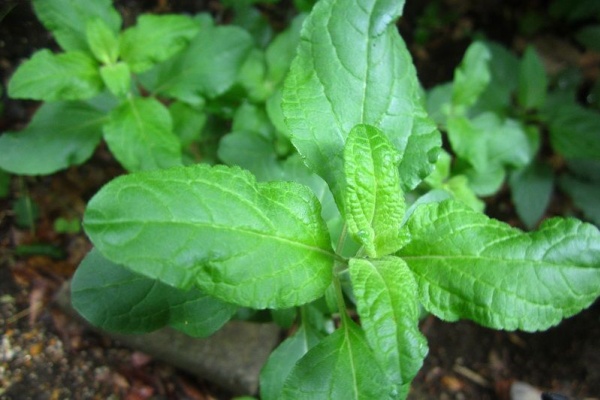 となりのにわ ナツユキカズラ