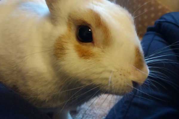 うさぎと小さな仲間たち ちっちゃな幸せ日記