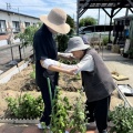 菜園の６月「新玉葱」の収穫！