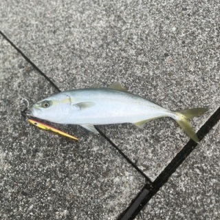 フラッター日誌