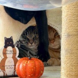 『ハッピーハロウィン✨かぼちゃ祭り🎃』の画像