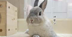 うさぎのルリ(8/13追記)